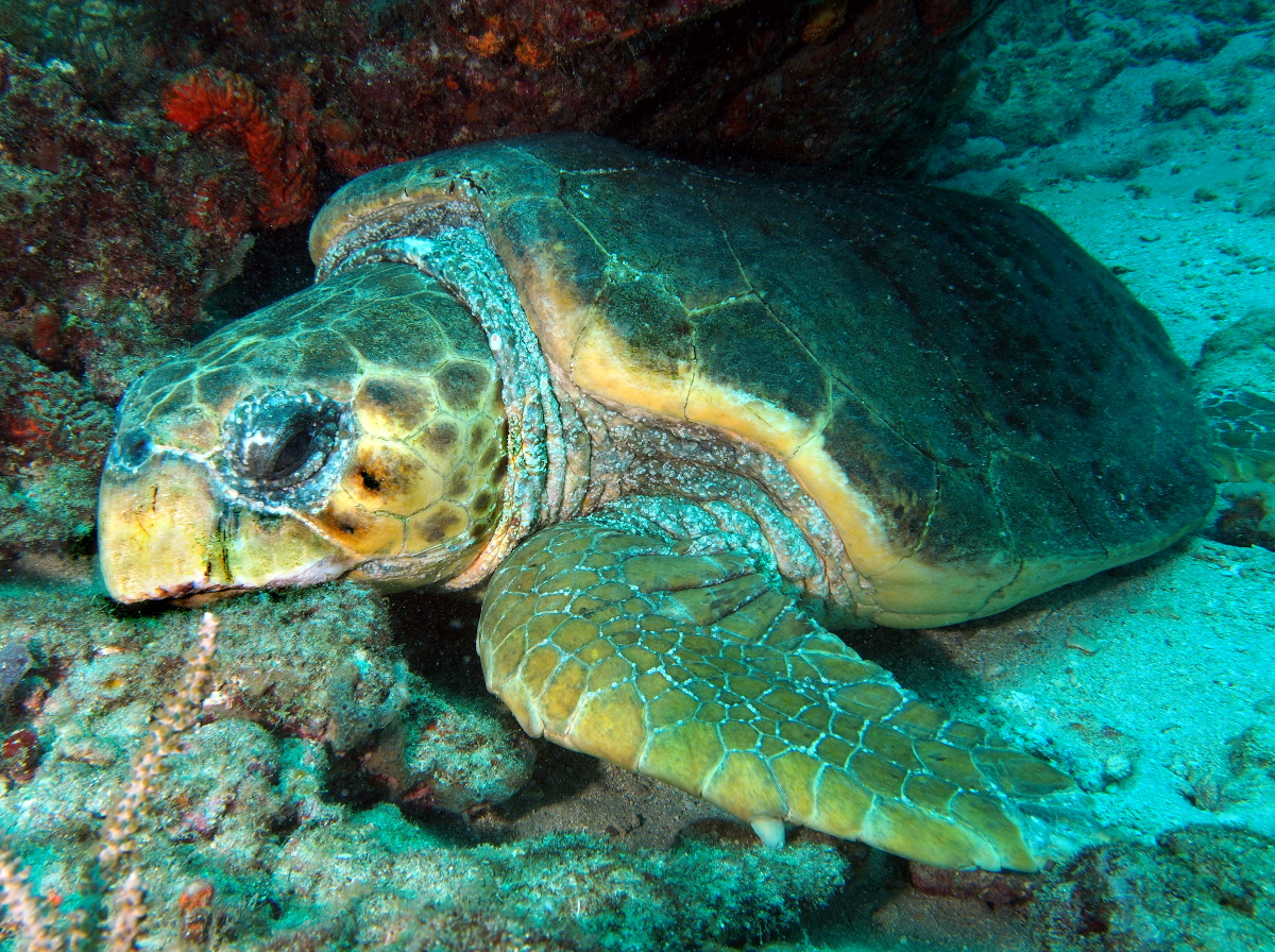 Loggerhead Turtle